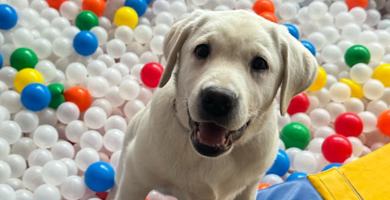 CHARITY PSI VODICI / GUIDE DOGS