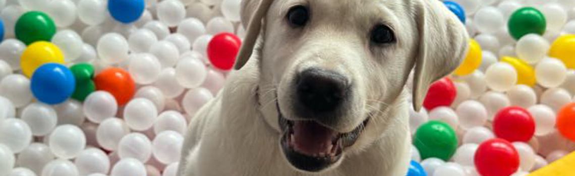 CHARITY PSI VODICI / GUIDE DOGS